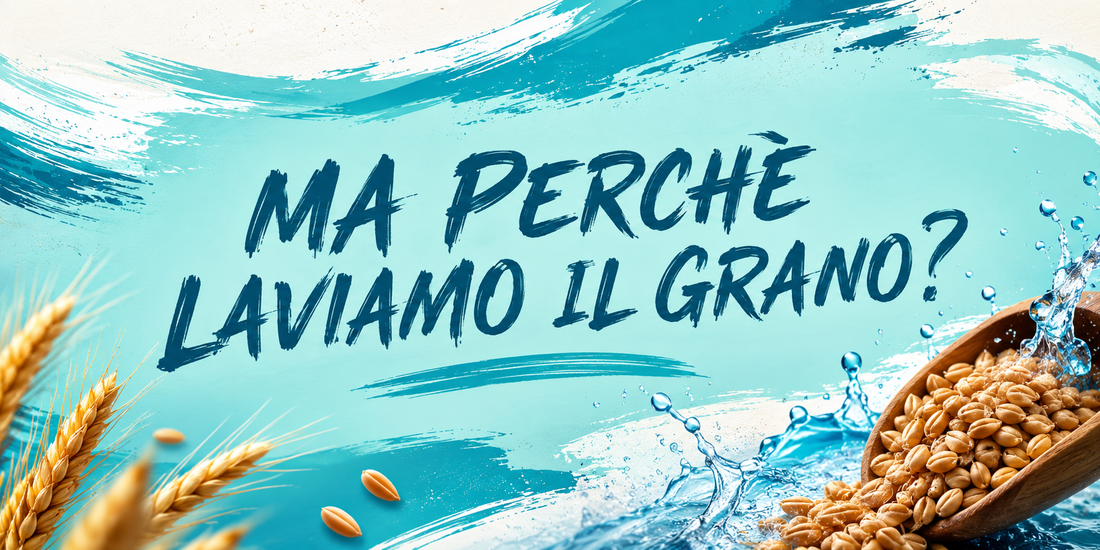Perché laviamo il grano? La tradizione della lavagrano tra arte molitoria e innovazione